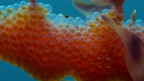 leafy sea dragon with eggs 4k slow motion south australia