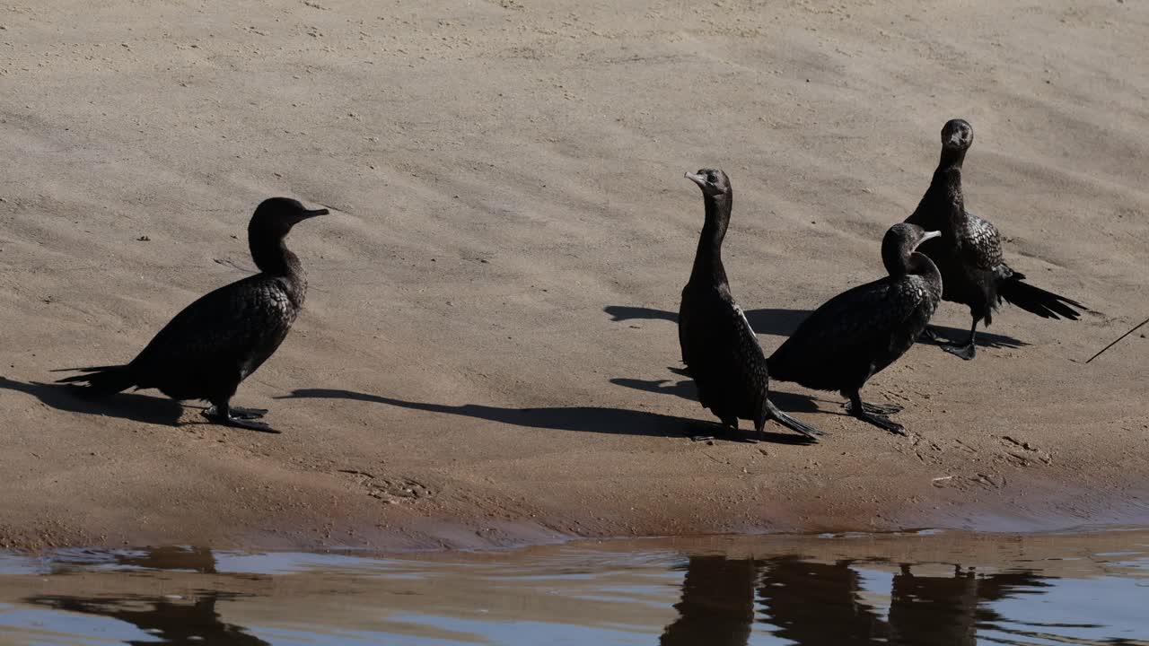 secuencia de cormoranes interactuando cerca de un estanque