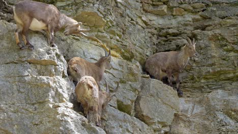 Group-of-Alpine-ibex-resting-on-steep-cliff-of-mountain