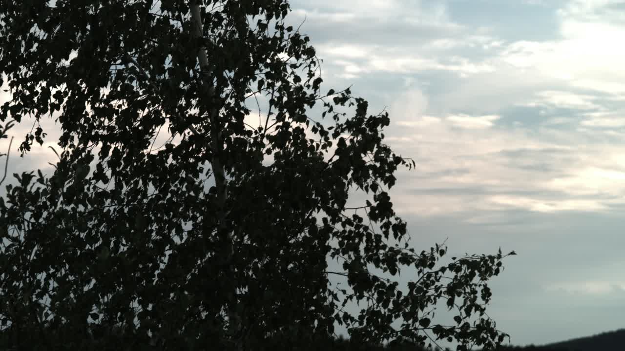 Silhouette of a Birch Tree against a Cloudy Sky