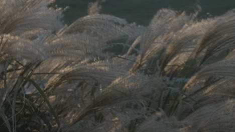 cinematic shot of pampas grass blowing in the wind