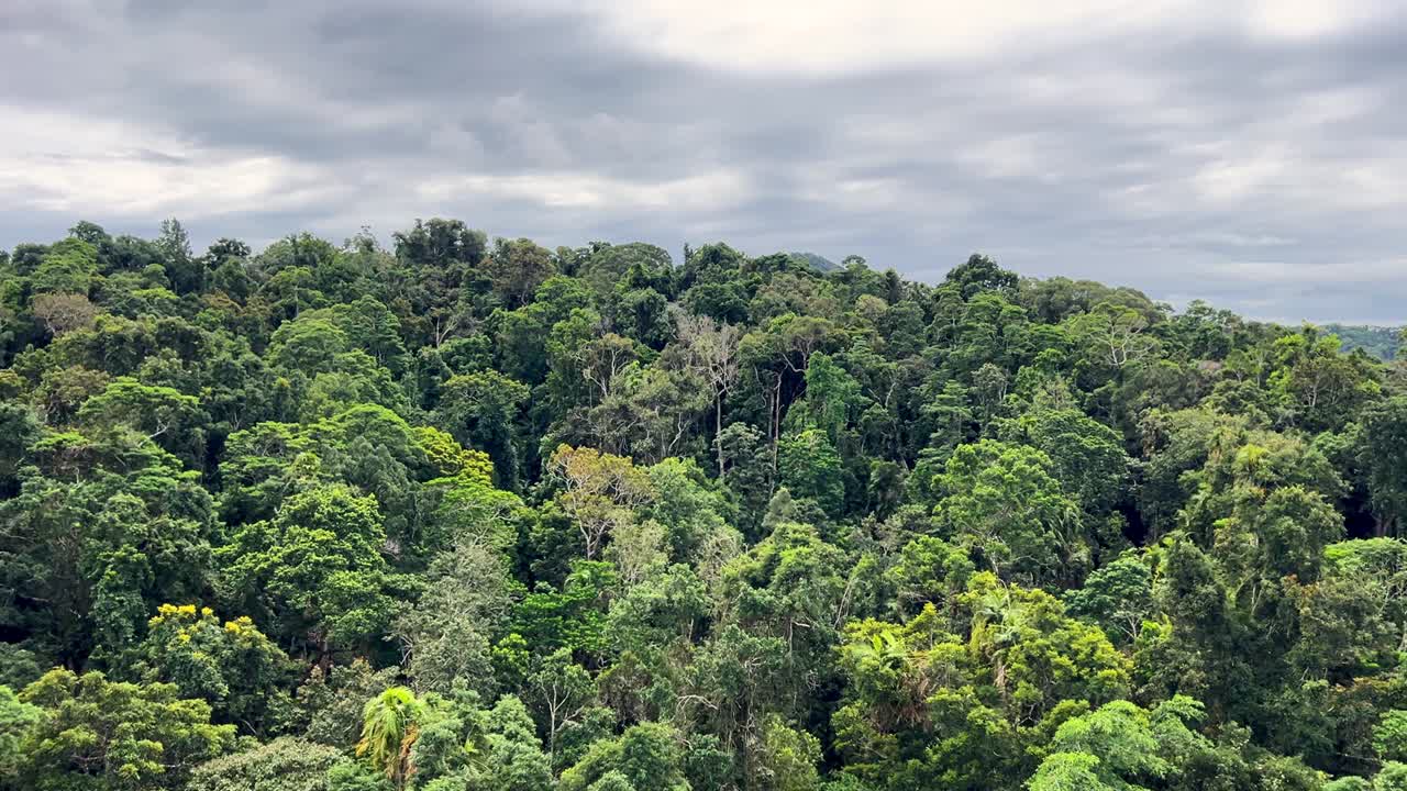 Flying over the diverse treetops of a protected World Heritage Area forest