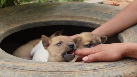 A-group-of-small-sweat-poppies-is-biting-on-a-human-finger-in-North-Thailand-in-Asia