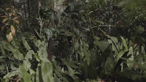 Colombian-forest-in-the-Antioquia-department-slow-dolly-on-leaves