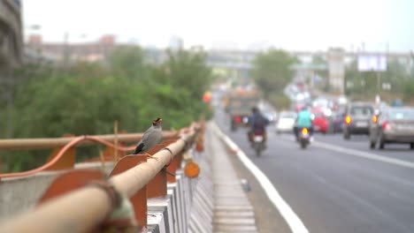 small bird flying away from busy road