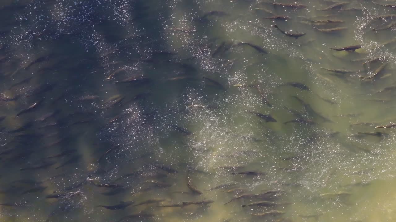 물 에서 큰 무리로 상류로 헤엄치는 연어, 위에서 볼 때, 자연스러운 움직임