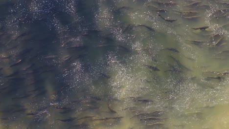 salmon swimming upstream in a large group under water seen from above, natural movement