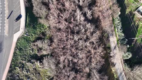 Vuelo-Con-Dron-Con-Vista-Cenital-De-La-Ribera-Del-Río-Adaja-A-Su-Paso-Por-Ávila,-La-Capital,-Con-Una-Carretera-A-Un-Lado-Y-árboles-Sin-Hojas-Al-Otro,-Una-Zona-Verde