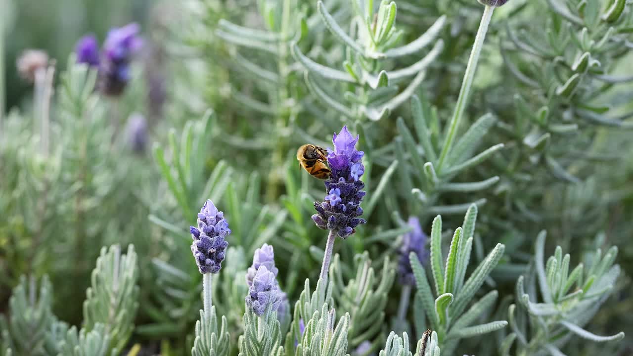 라벤더 꽃에서 을 모으는 벌