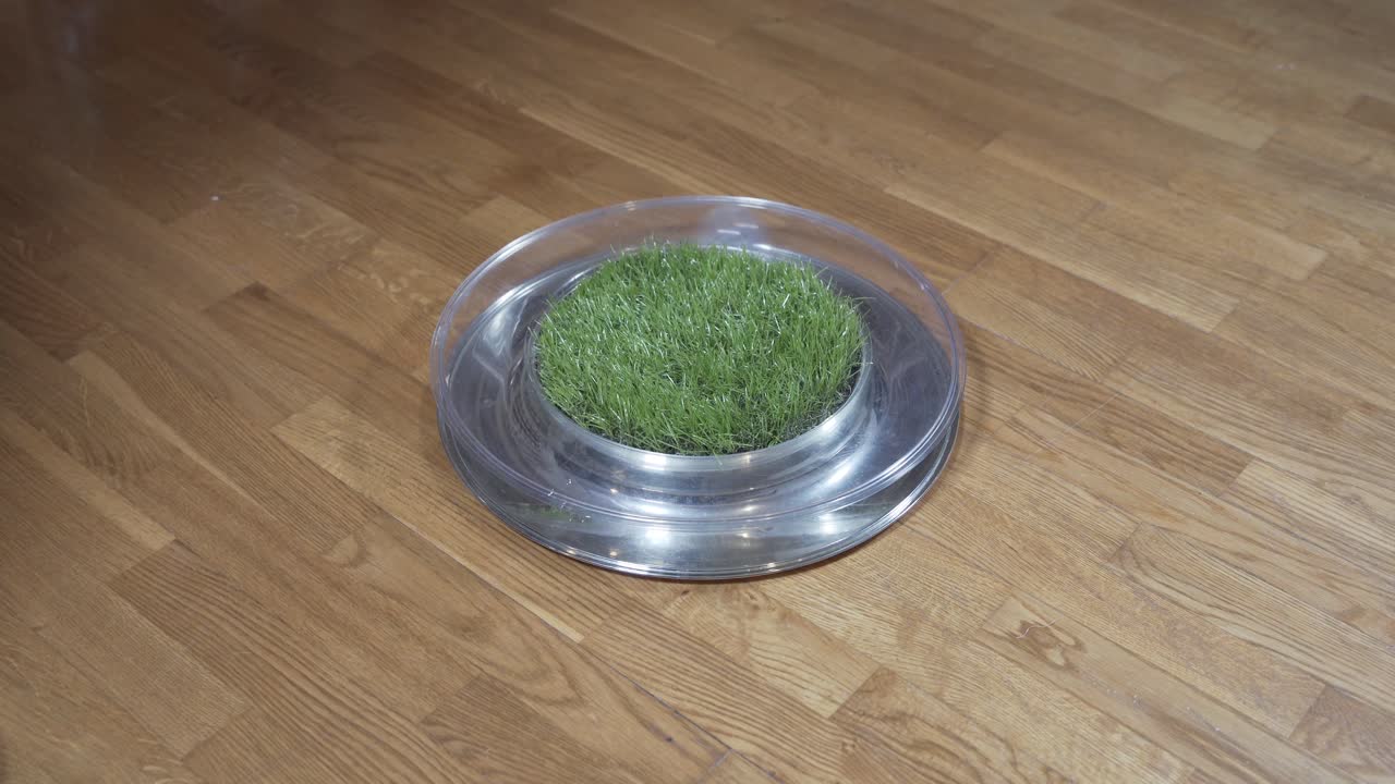 Bengal cat playing with toy indoors