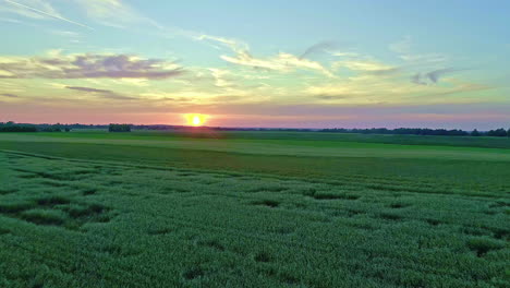 aerial drone shot flying over a green wheat fields with sun setting in the background over blue sky