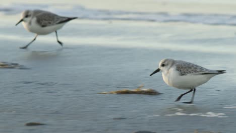 snowy plovers on the beach