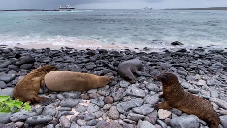 Los-Leones-Marinos-Disfrutan-De-Las-Olas-Rompiendo-En-La-Costa-Rocosa-De-Una-Isla-Galápagos