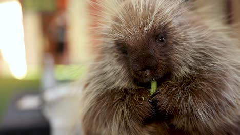 Trainer-Feeding-Cute-Porcupine-Food-at-Animal-Rescue-Sanctuary,Close-up-Portrait