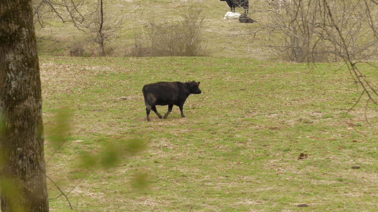 Mucca nera che cammina attraverso un campo vicino al bosco