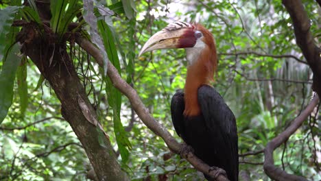 large adult male rhyticeros plicatus, blyth's hornbill, birds and wildlife of new guinea