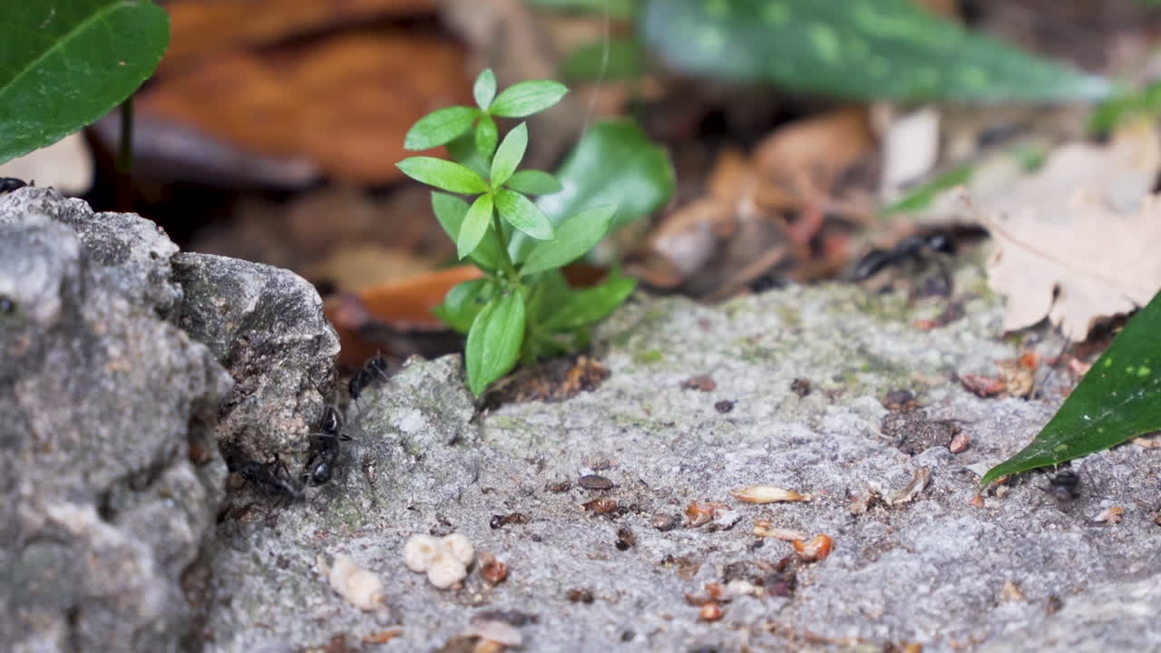 Large ants in rock and plant undergrowth pan right to left
