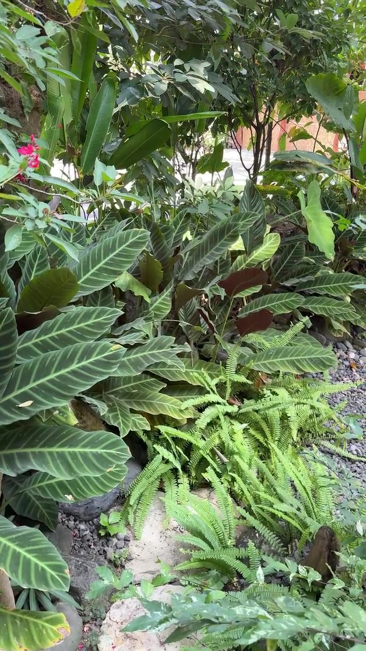 Giardino Tropicale Rigoglioso con Calathea e Felci