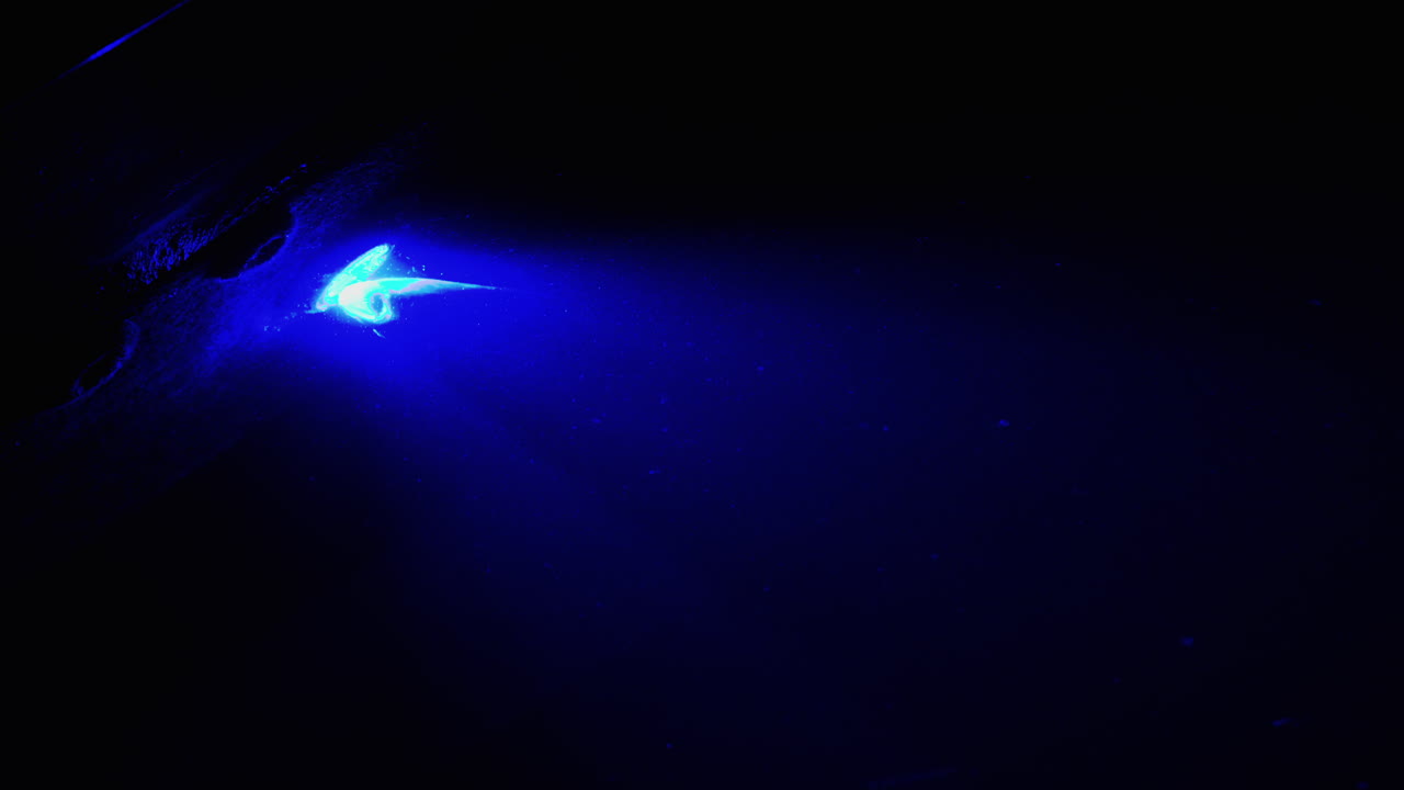 Close up of fish swimming in an aquarium illuminated with blue lights