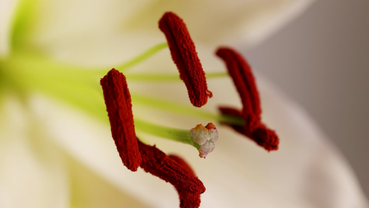 Close-up macro video of a lily's stamen and pistil, highlighting the intricate details and vibrant colors