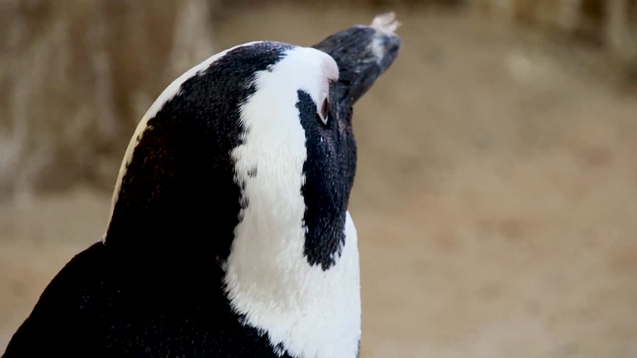 fotografía de cerca de la cara del pingüino africano rascándose la cara