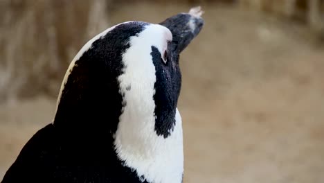 fotografía de cerca de la cara del pingüino africano rascándose la cara
