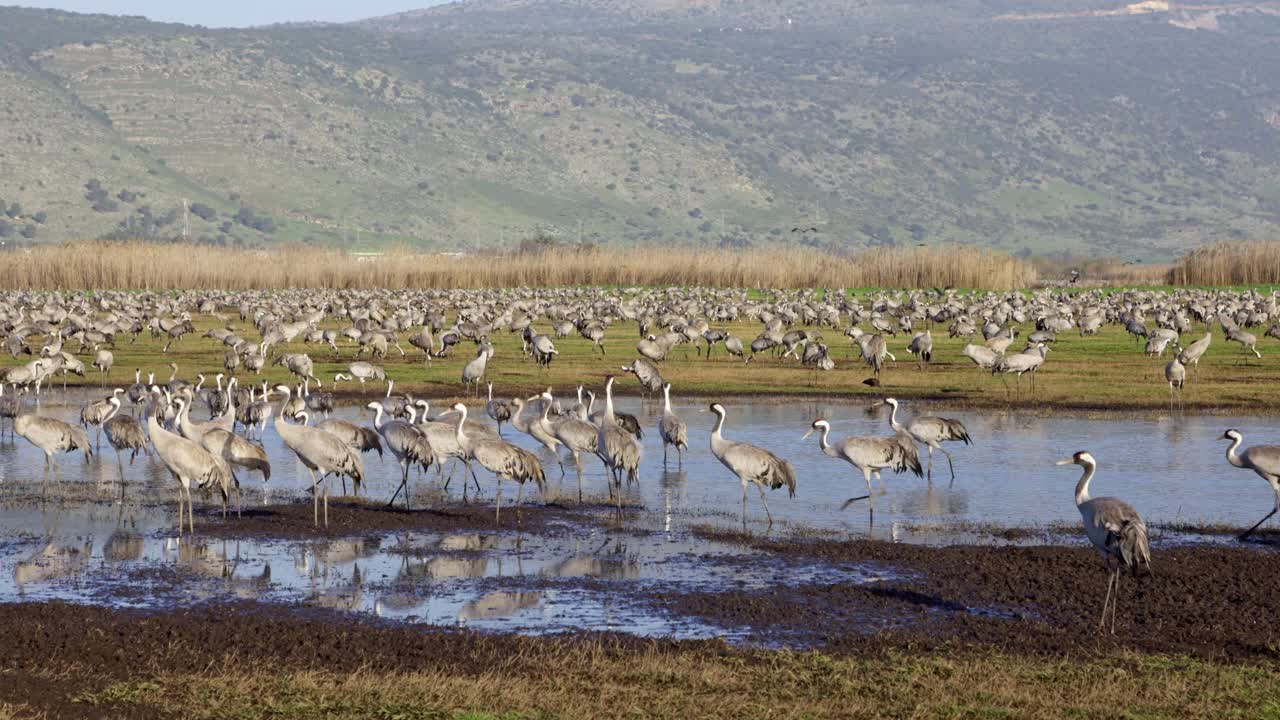 Common Crane (Grus grus). Feeding project in the Hula Valley Israel. 30,000 Cranes wintering in Israel, flying among fields and water ponds.