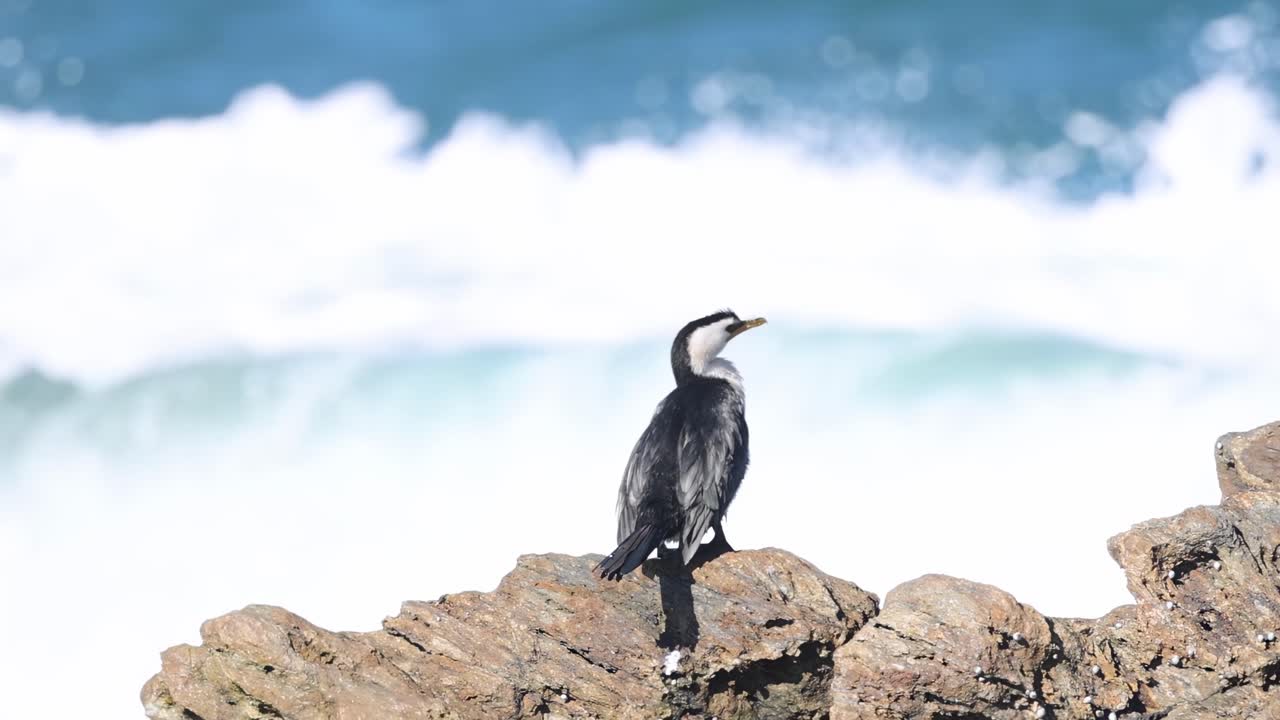 A cormorant stands on rugged rocks with ocean waves in the background, showcasing a serene coastal scene.