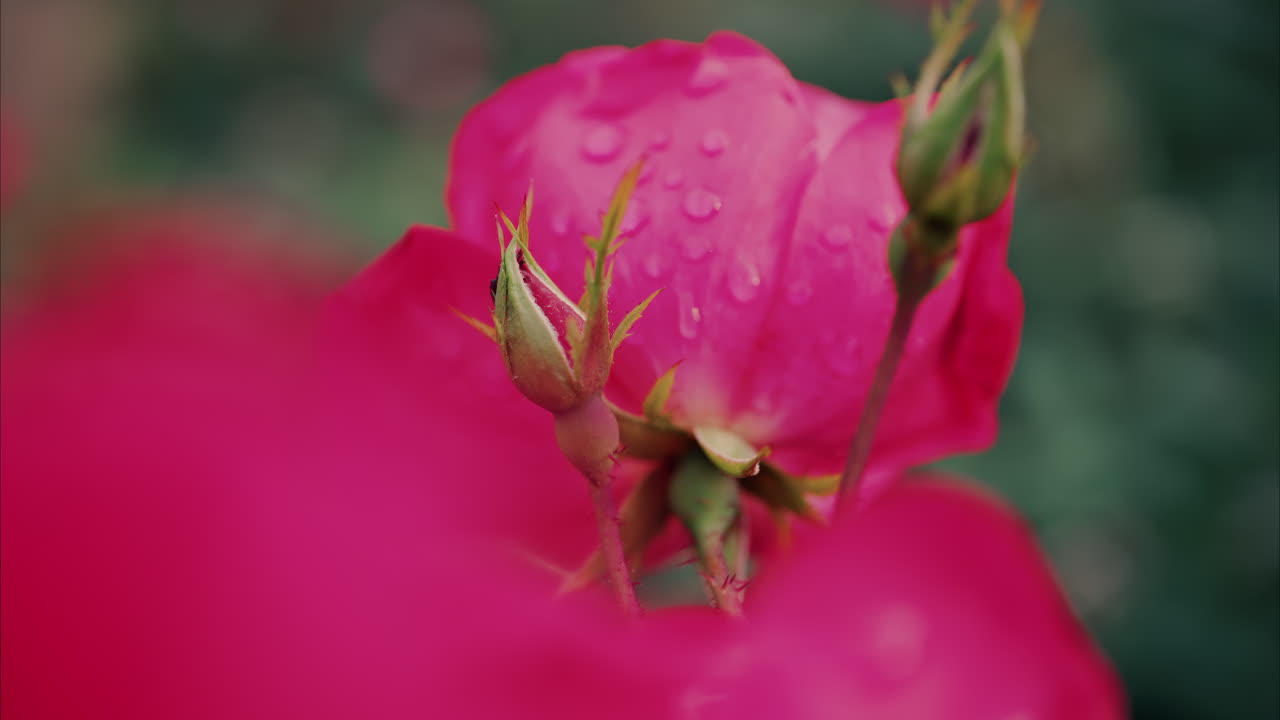 Close up of pink roses with water drops in a garden
