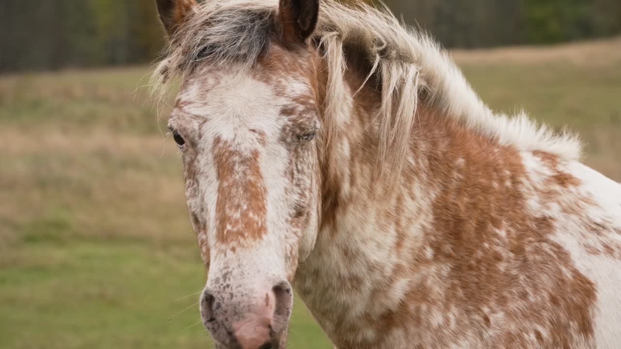 hermoso caballo guiñando un ojo a la cámara