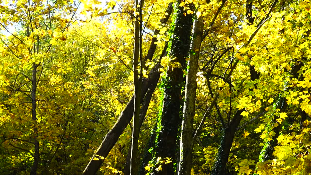 Alberi autunnali a ottobre