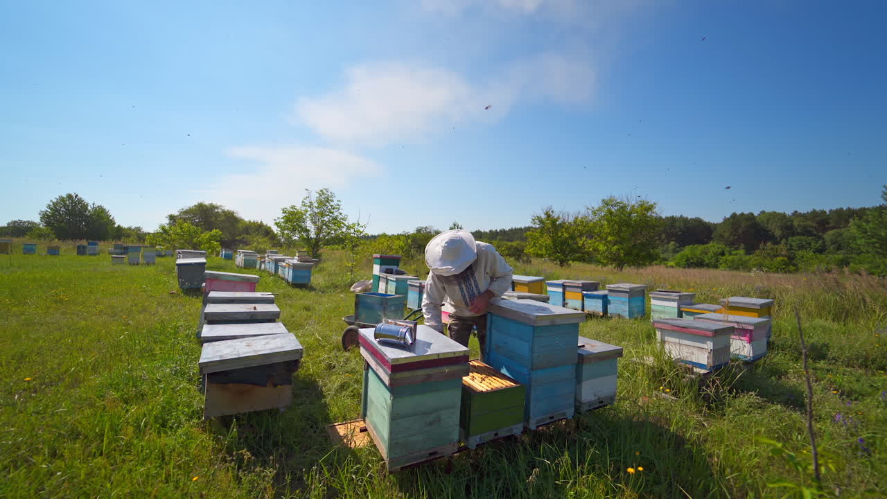 Apiary among nature. Beekeeper in protective hat stands near wooden beehives and examining bees in bright summer day.