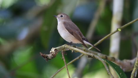 Asiatischer-Brauner-Fliegenschnäpper,-Muscicapa-Dauurica