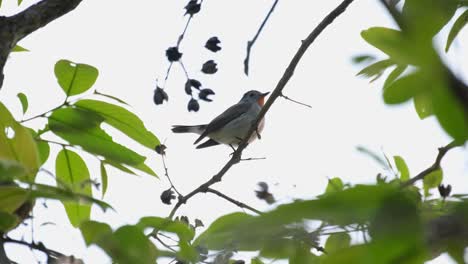 Fast-Als-Silhouette-Gesehen,-Während-Er-Auf-Einem-Kleinen-Ast-Sitzt-Und-Sich-Umsieht-Und-Zwitschert