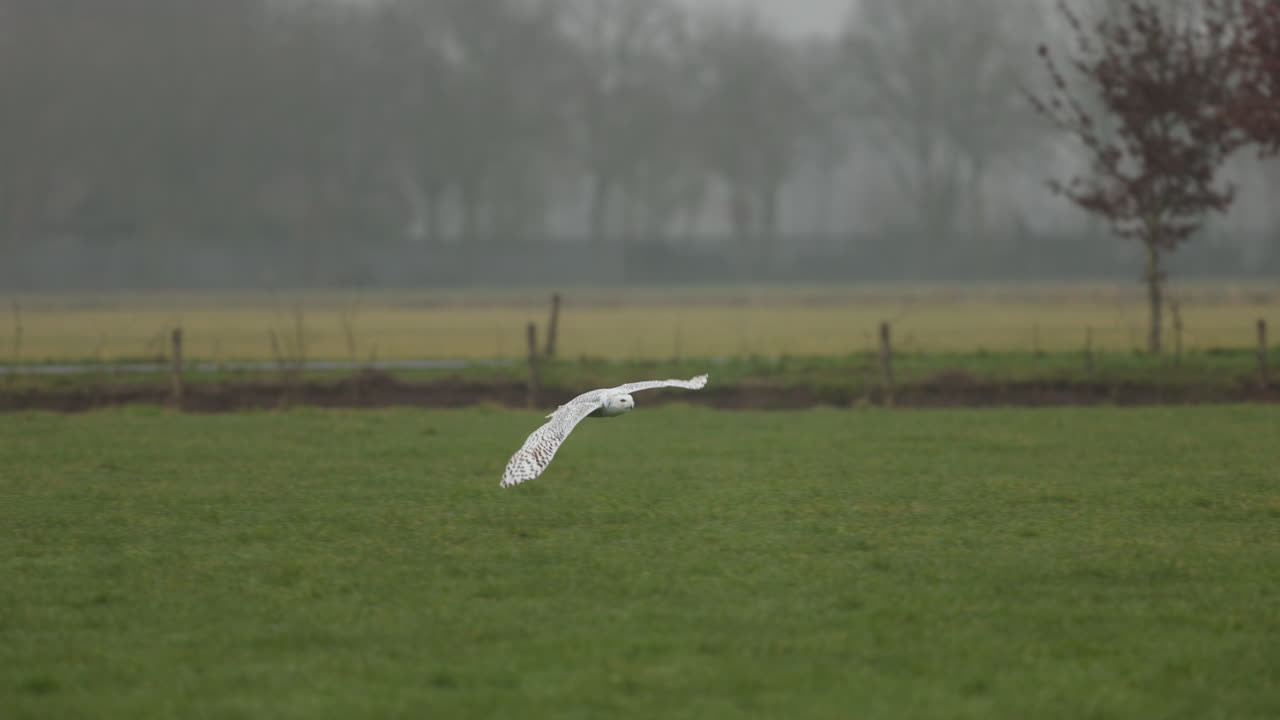 안개 가 가득 한 들판 위 를 날아다니는 눈 무새