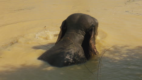a young, asian elephant cools off in a muddy river on a hot, sunny day