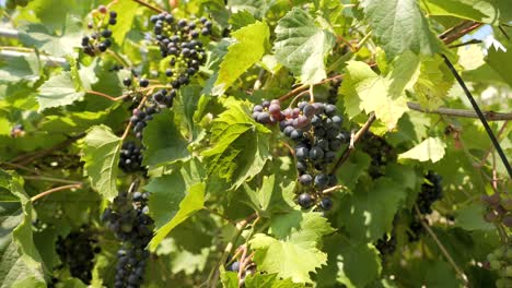 Purple-grapes-growing-in-a-green-garden