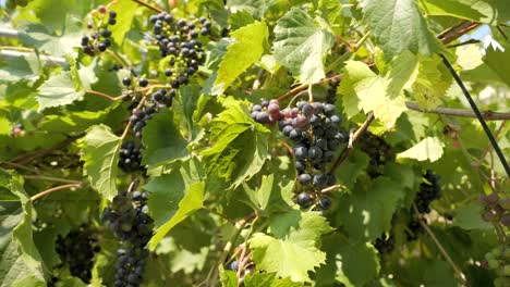 uvas púrpuras creciendo en un jardín verde