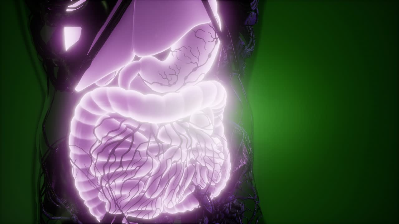Human Body with Visible Digestive System