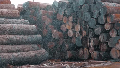 lots of logs. logging of wooden logs. the cut down trees lie in a heap. it's raining, drops falling on the wood. stack of wood logs. sawmill