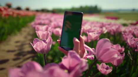 mujer desconocida tomando fotos en el teléfono con flores. pantalla del teléfono celular en la mano de la mujer.