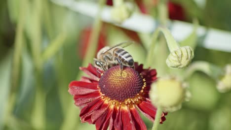 vista de cerca de una abeja polinizando una flor y luego volando