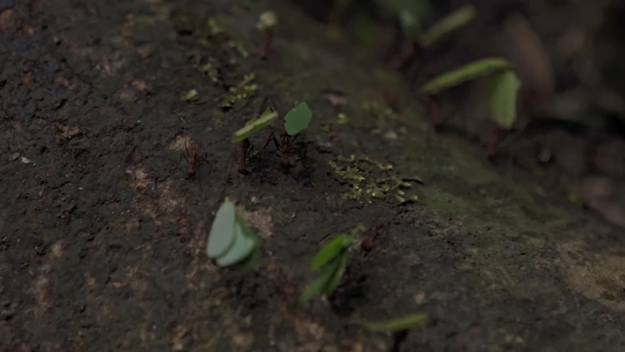 A line of leafcutter ants (genus Atta) carries fragments of leaves along a branch at Sirena Station, located in Corcovado National Park, Costa Rica