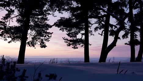 pink sunset through the trees