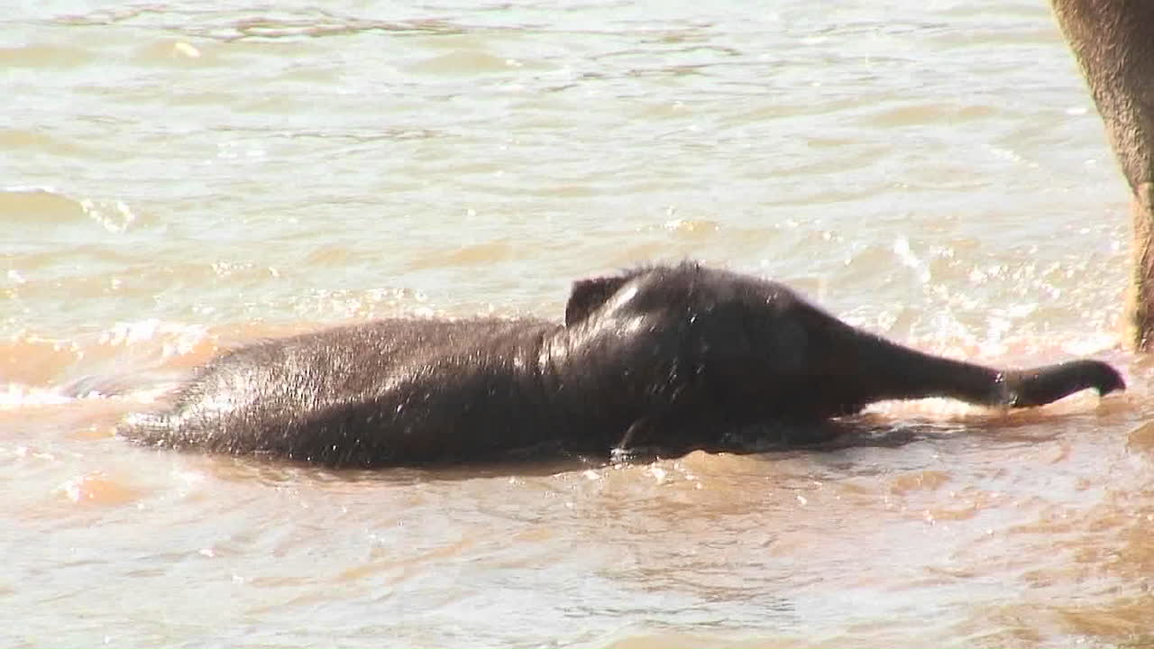 un elefante bebé juega en una piscina de agua