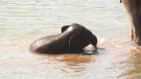 Un-Elefante-Bebé-Juega-En-Un-Charco-De-Agua