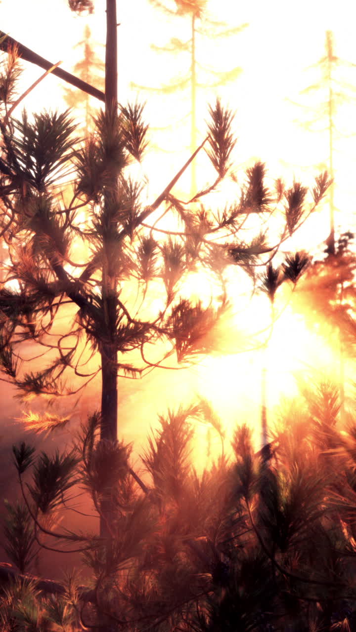 안개 낀 숲의 일출