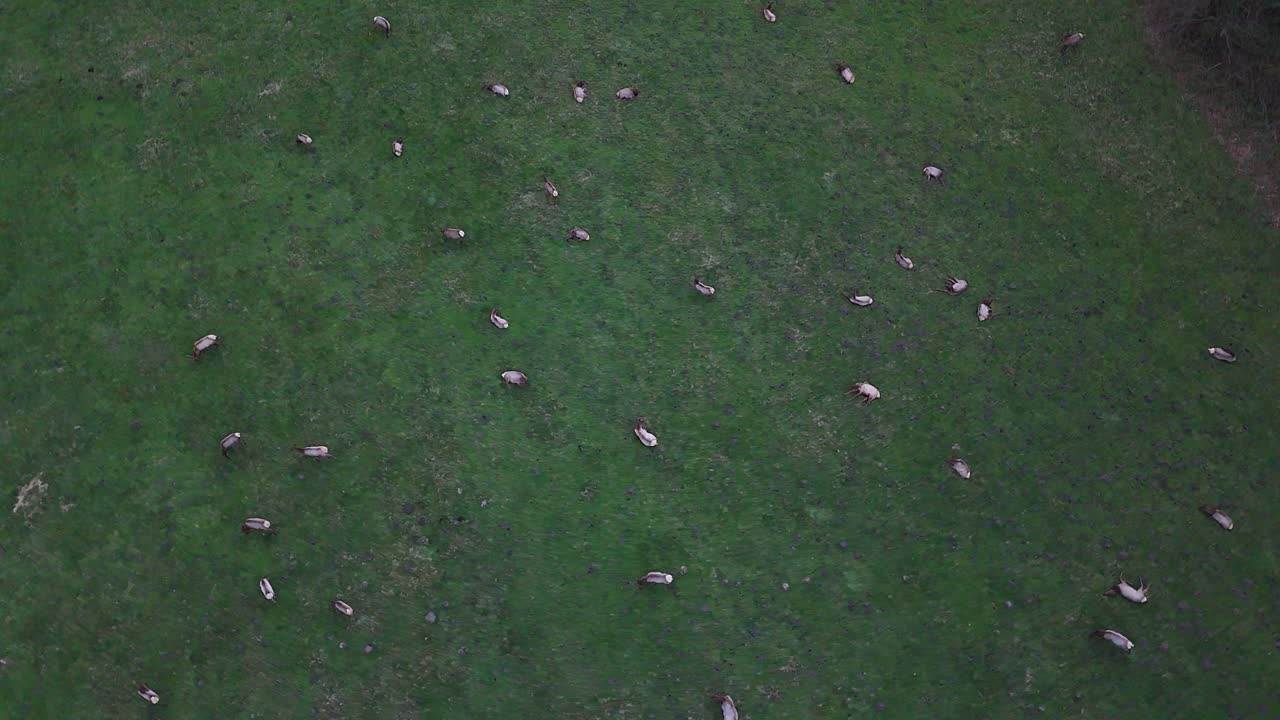 워싱턴 주 에 있는 그린 파스터 에 있는 엘크 양 의 새 눈 으로 볼 수 있는 모습