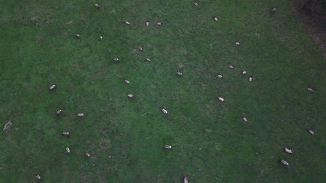 Bird's-eye-view-of-elk-herd-on-green-pastor-in-Washington-State