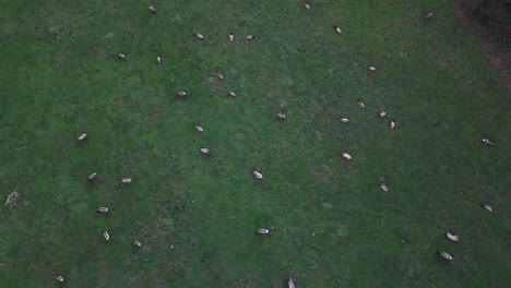 bird's eye view of elk herd on green pastor in washington state